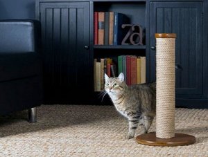 Как отучить домашних животных портить мебель?